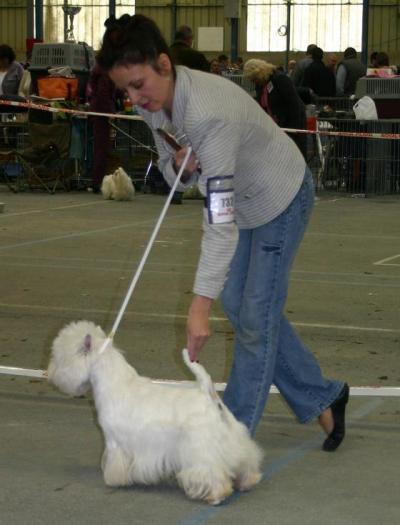 Saphir du Moulin de Mac Grégor