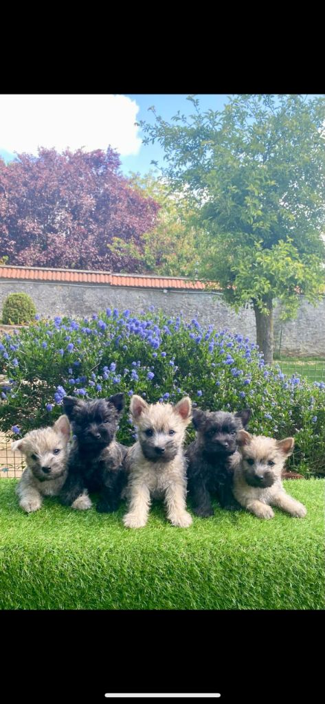 Des bébés cairns sont disponibles 