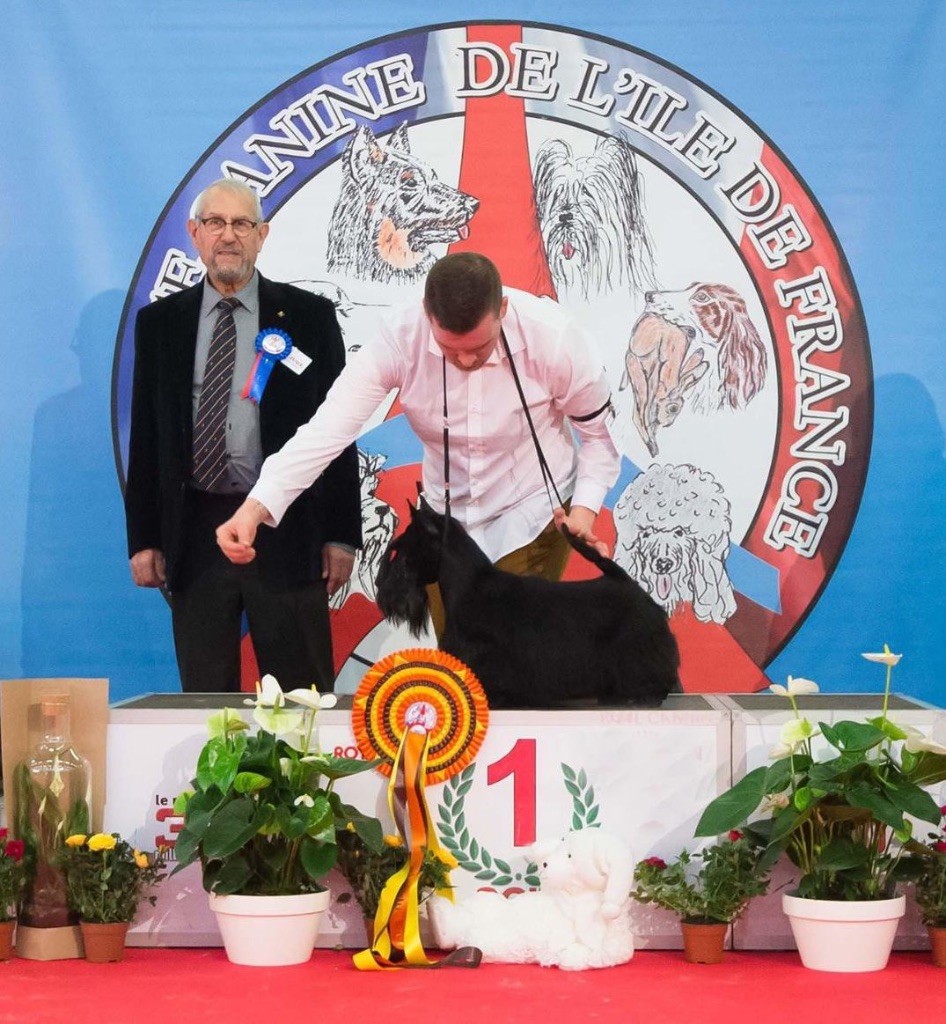 Meilleur terrier au Paris dog show 2018