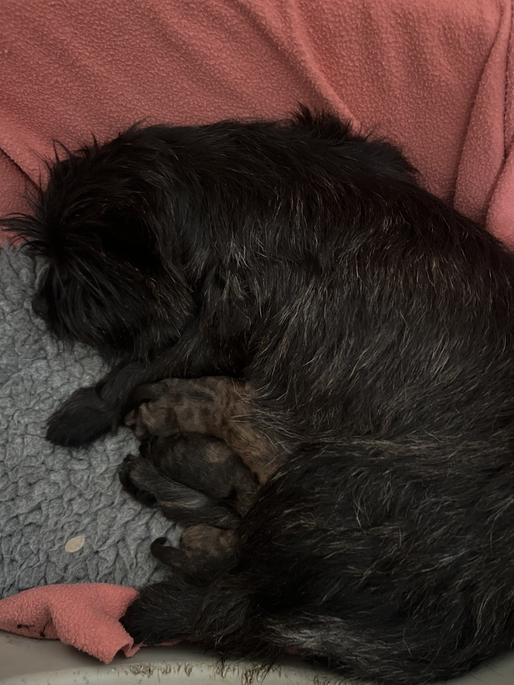 Chiot Cairn Terrier du Moulin de Mac Grégor