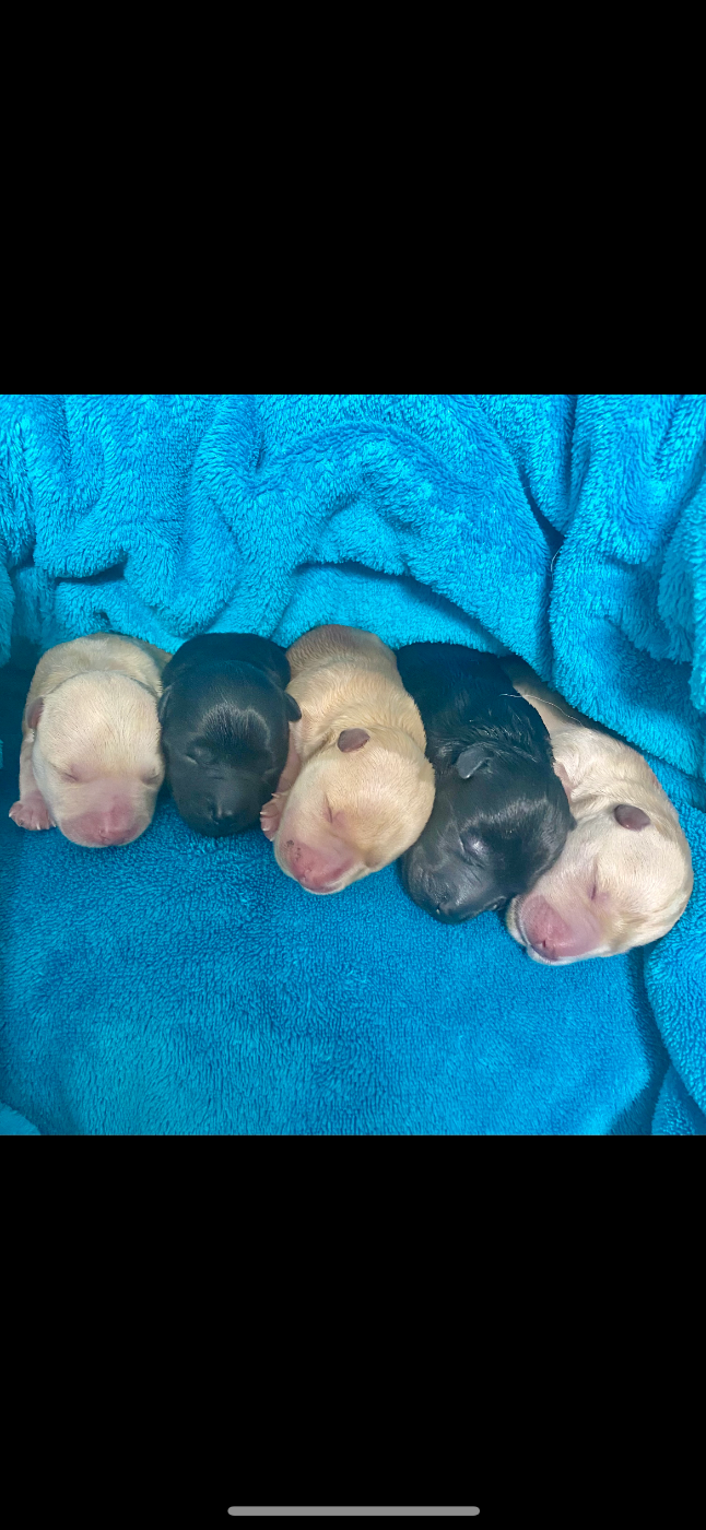 du Moulin de Mac Grégor - Scottish Terrier - Portée née le 09/03/2026