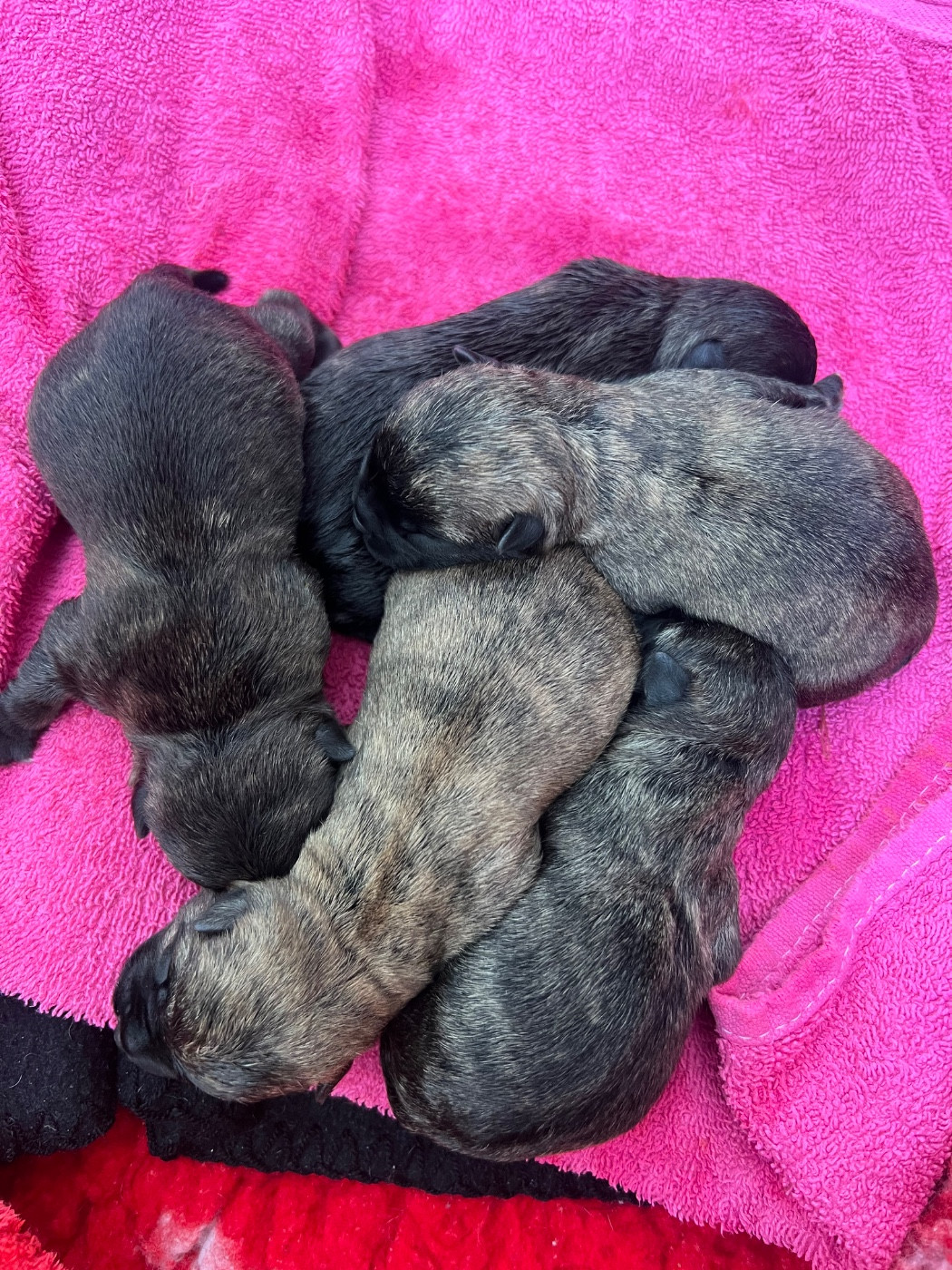 du Moulin de Mac Grégor - Chiots disponibles - Cairn Terrier