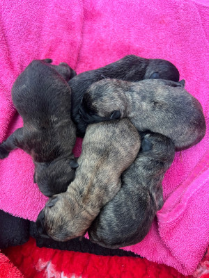 CHIOT 2
